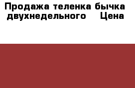 Продажа теленка-бычка двухнедельного  › Цена ­ 7 000 - Крым, Симферополь Животные и растения » Другие животные   . Крым